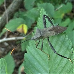 Acanthocephala terminalis