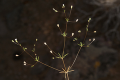 Leptosiphon septentrionalis