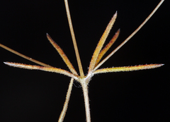 Leptosiphon septentrionalis