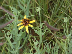 Helianthus ciliaris