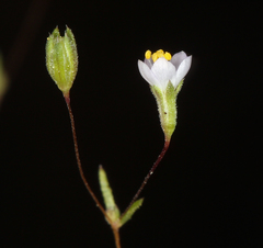 Leptosiphon septentrionalis