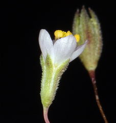 Leptosiphon septentrionalis