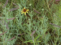 Helianthus ciliaris