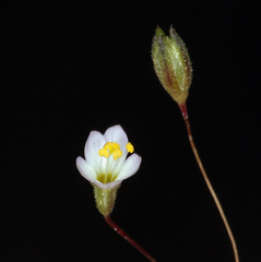 Leptosiphon septentrionalis