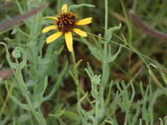 Helianthus ciliaris