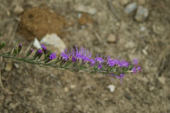 Liatris cylindracea