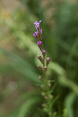 Liatris cylindracea