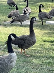 Anser anser × Branta canadensis