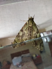 Cocytius lucifer