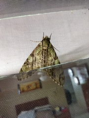 Cocytius lucifer