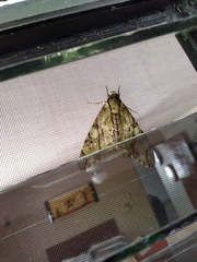 Cocytius lucifer