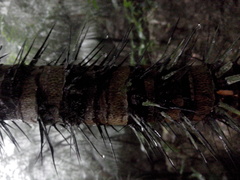 Astrocaryum mexicanum