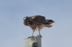 Geranoaetus polyosoma