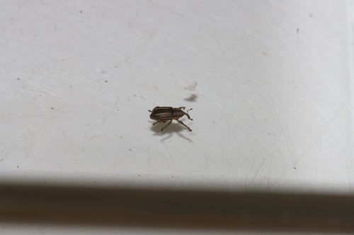 Brachybamus electus photo 2