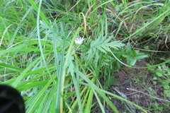Stellaria palustris