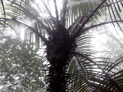 Astrocaryum mexicanum