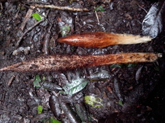 Astrocaryum mexicanum