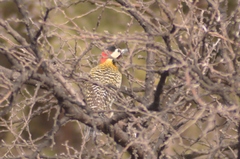 Colaptes melanochloros