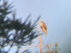 Buteo jamaicensis