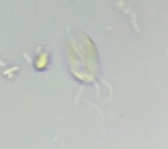 Entosiphon