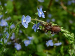 Trochosa terricola