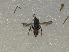 Nomada obtusifrons