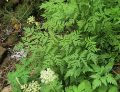 Ligusticum canbyi