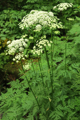 Ligusticum canbyi