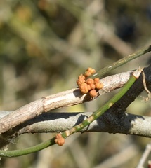 Ephedra tweedieana