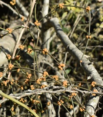Ephedra tweedieana