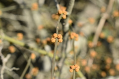 Ephedra tweedieana