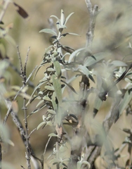 Buddleja mendozensis
