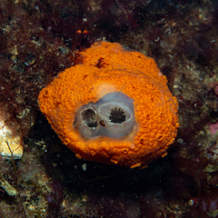 Colonial Sea Squirt photo 4