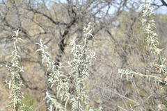 Buddleja mendozensis