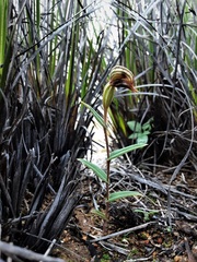 Pterostylis sargentii