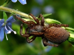 Trochosa terricola