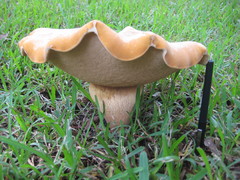 Tylopilus tabacinus