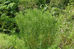 Eupatorium altissimum