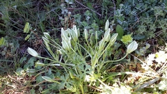 Ornithogalum umbellatum