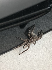 Platycryptus undatus