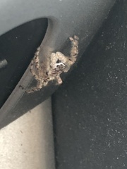 Platycryptus undatus