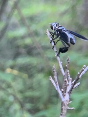 Trichopoda lanipes