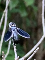 Trichopoda lanipes