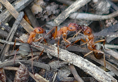 Formica sanguinea