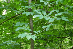 Carya glabra