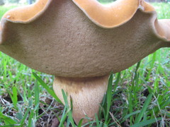 Tylopilus tabacinus