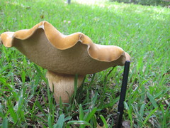 Tylopilus tabacinus