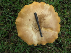 Tylopilus tabacinus
