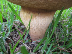 Tylopilus tabacinus