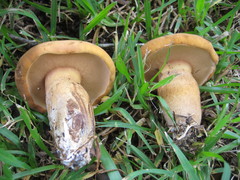 Tylopilus tabacinus